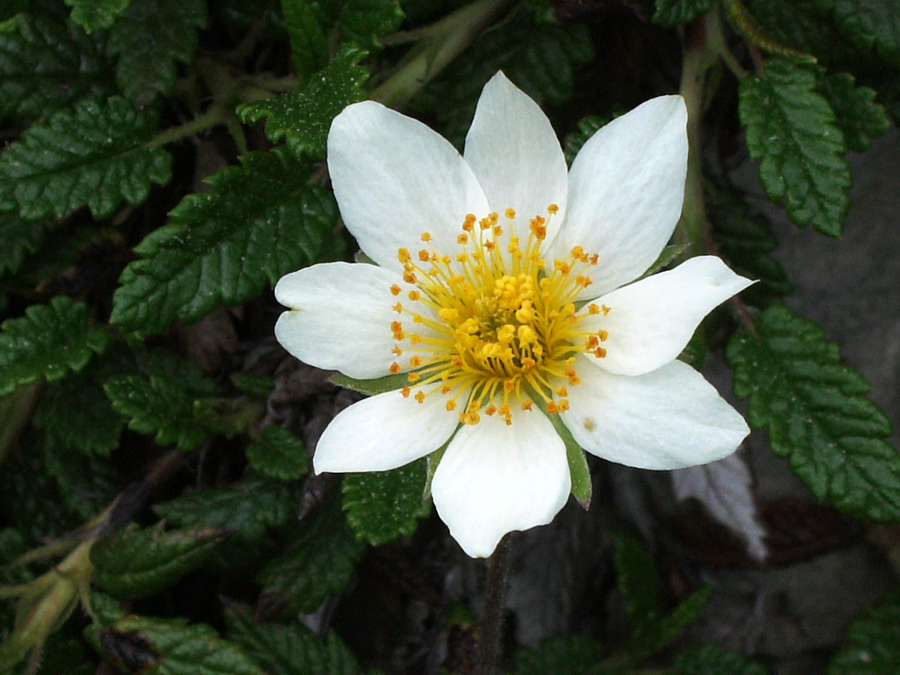 Dryas octopetala / Camedrio alpino